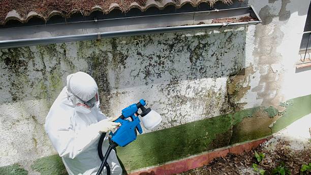 Top rated local Basement Mold Remediation specialists in Jackson, TN
